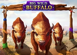 Big Wild Buffalo